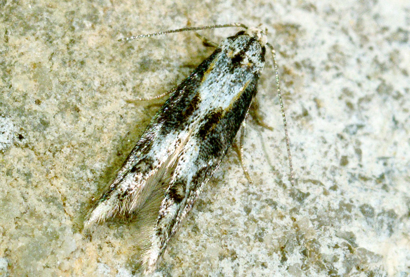Elachistidae - Blastodacna hellerella